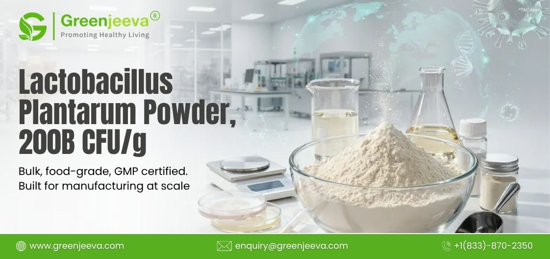 Lactobacillus Plantarum Powder 200B CFU/g for Manufacturing